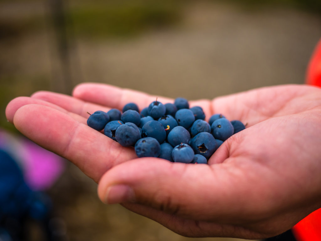 picking-wild-blueberries