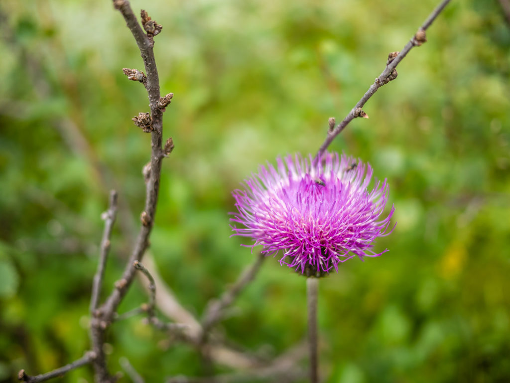 other_flora_purple-spear-thistle